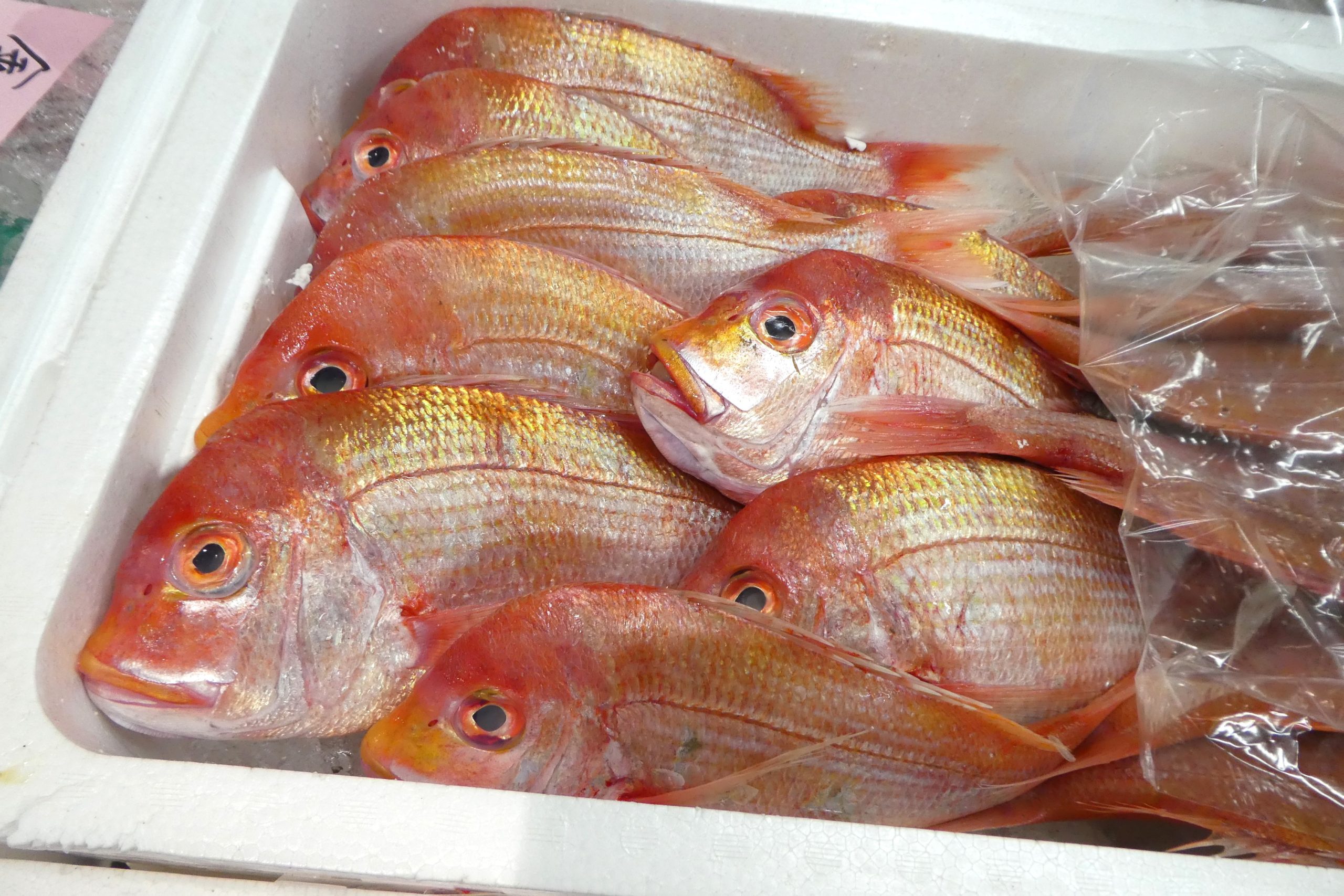 天明らんちゅう】□厳選本命魚□□ 特選魚 当歳 太い 止めの綺麗な 尾形のいい 大会用 □ぎ5 らんちゅう